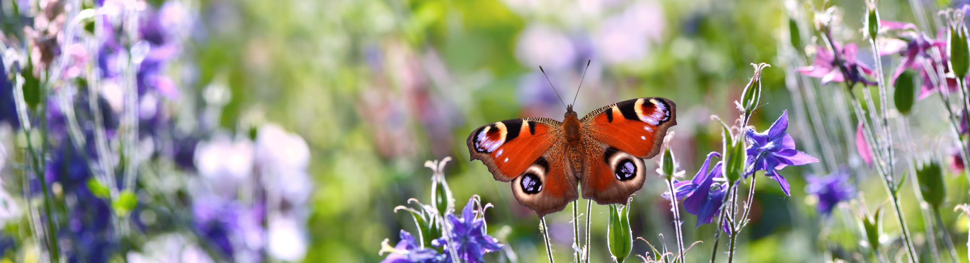 Ein Schmetterling vor lila Blüten.