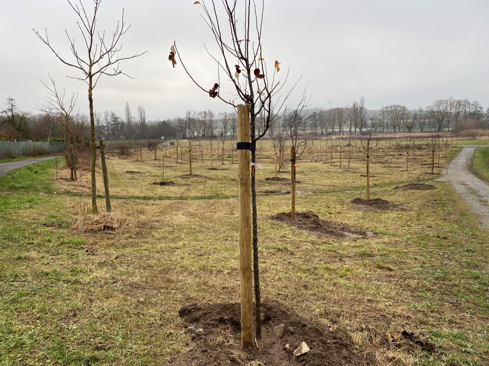 Streuobstwiese in Kitzingen