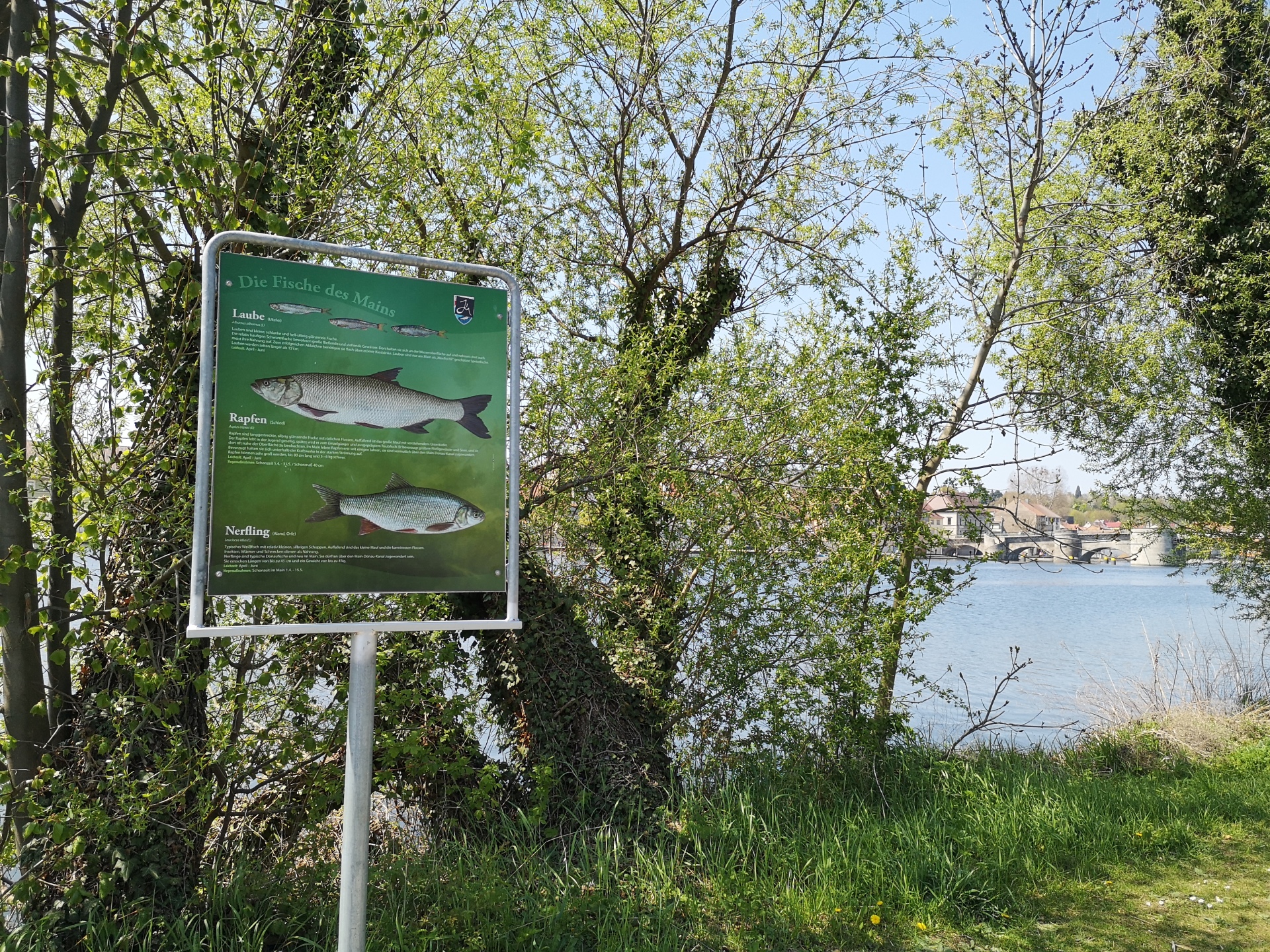 Board with information about the fish of the Main