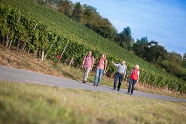 A group of 4 people walk together on the wine trail.