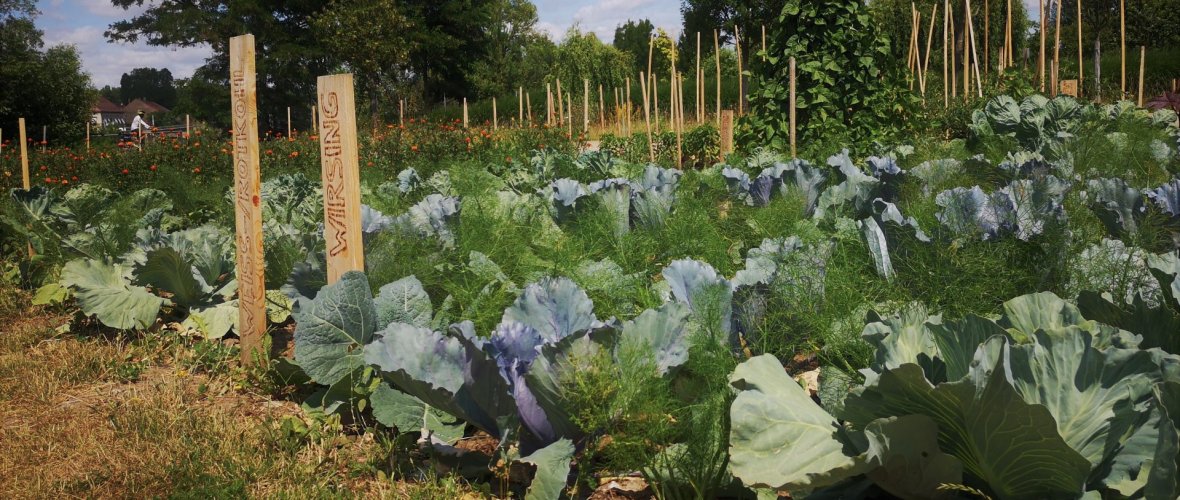Vegetable patch in Etwashausen