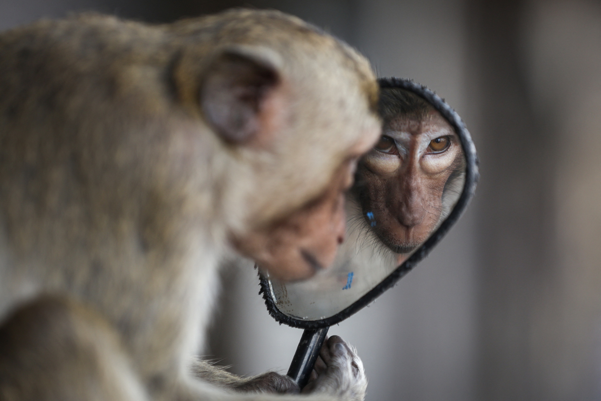 The big picture: Thai city recovers after monkey rampage following crackdown A long-tailed macaque looks into the side mirror of a motorbike near Phra Prang Sam Yot temple shortly before authorities began trapping the monkeys in Lopburi, Thailand, on 3 February 2024. After Lopburi ended the lockdown due to the pandemic in mid-2022, residents realised that the monkeys had become out of control as they were no longer being fed. Groups of macaques had occupied buildings, frequently confronting residents, stealing food and causing accidents. There were also fights between the monkey gangs, which shocked the locals. Some residents were forced to lock themselves in their homes.