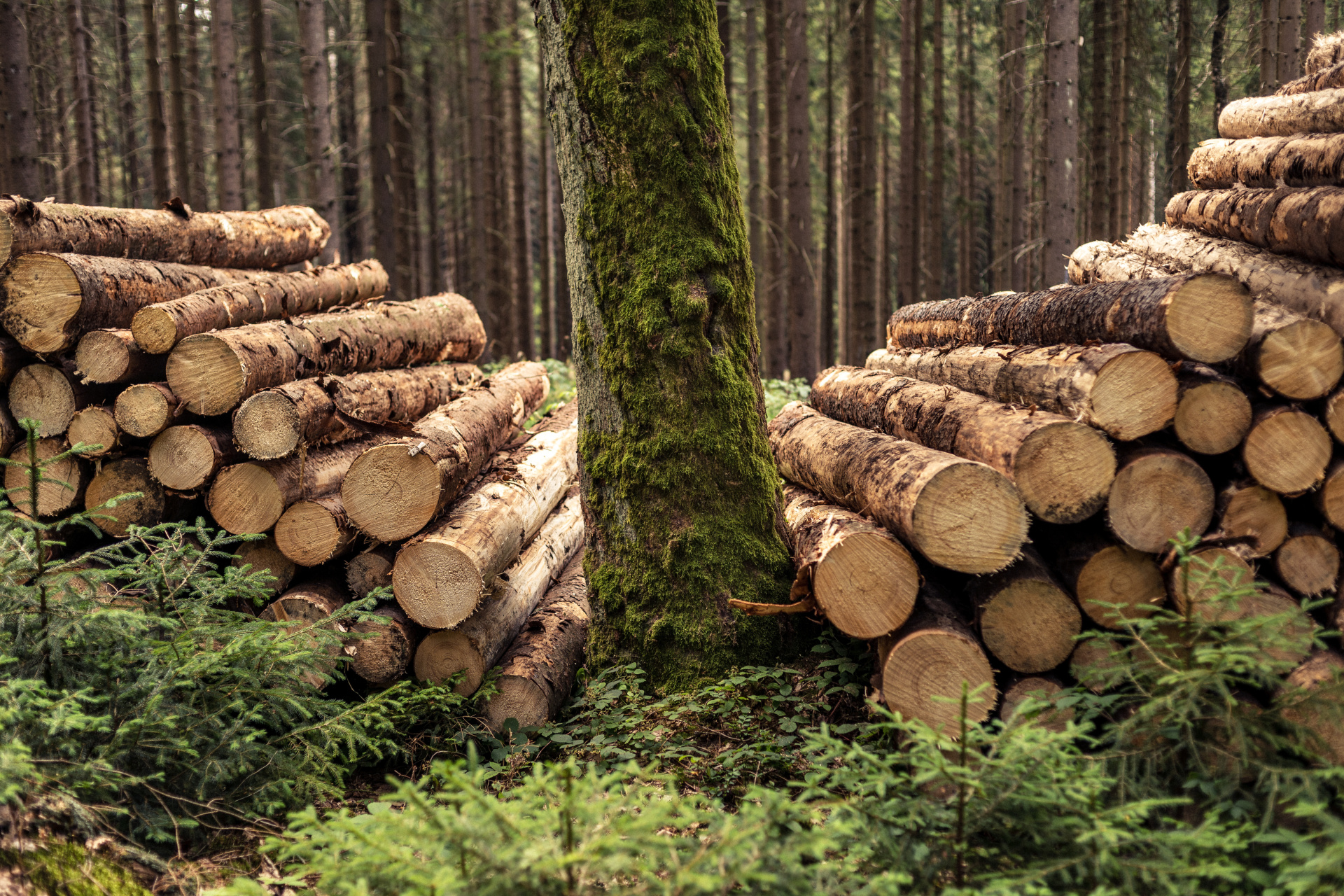 Gefällte Holzstämme liegen gestapelt hinter einem alten Ahornbaum.