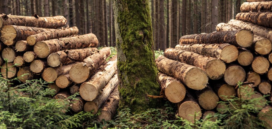 Holzstapel und alter Ahornbaum Gefällte Holzstämme liegen gestapelt hinter einem alten Ahornbaum.