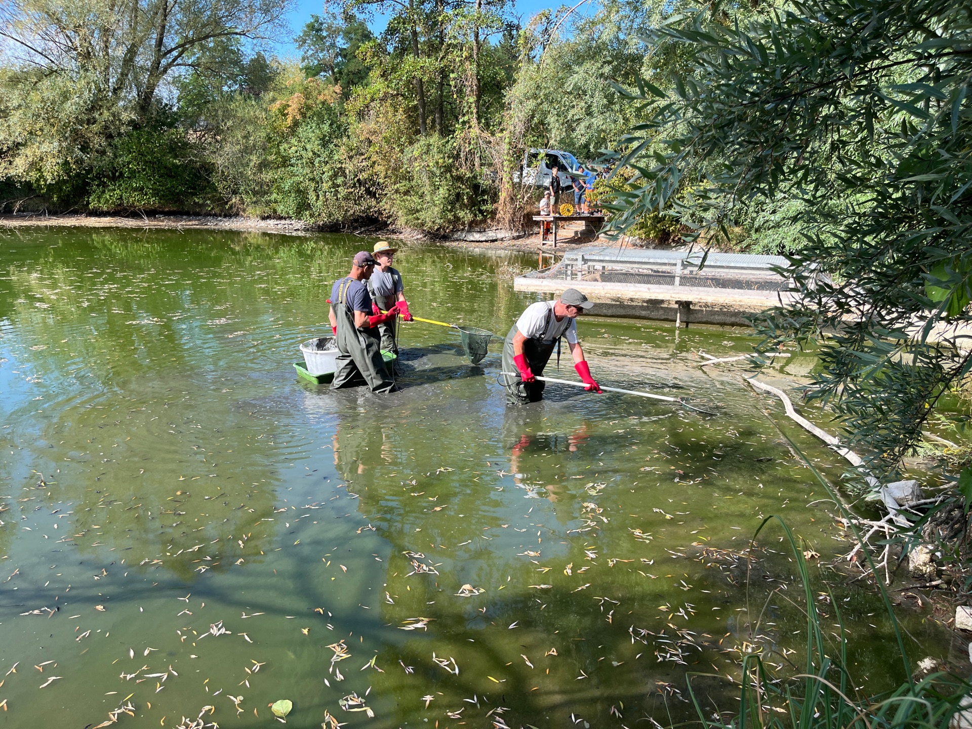 Fische retten Einsatz im Hohenfelder See: Mitarbeiter der Fischereifachberatung und des städtischen Bauhofes fischten den See am Donnerstagmorgen leer.