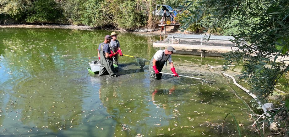 Fische retten Einsatz im Hohenfelder See: Mitarbeiter der Fischereifachberatung und des städtischen Bauhofes fischten den See am Donnerstagmorgen leer.