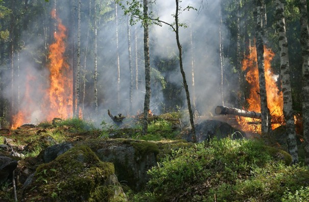 Waldbrandgefahr Bei diesen trockenen Verhältnissen steigt die Gefahr von Waldbränden