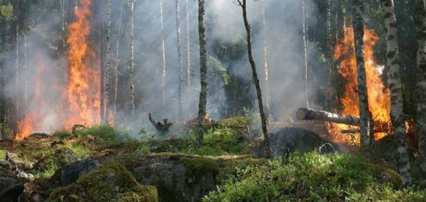 Waldbrandgefahr Bei diesen trockenen Verhältnissen steigt die Gefahr von Waldbränden