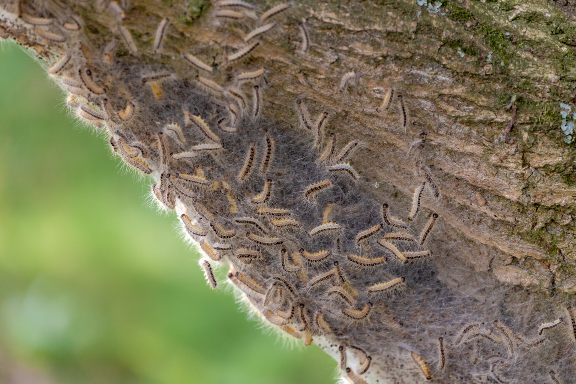 Eichenprozessionsspinner Nest des Eichenprozessionsspinners an einem Baum im Wald