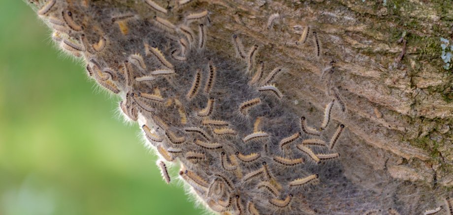 Nest des Eichenprozessionsspinners an einem Baum im Wald