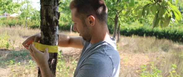 Gelbes Band Ein Stadtgärtner befestigt das gelbe Band an einem städtischen Obstbaum.