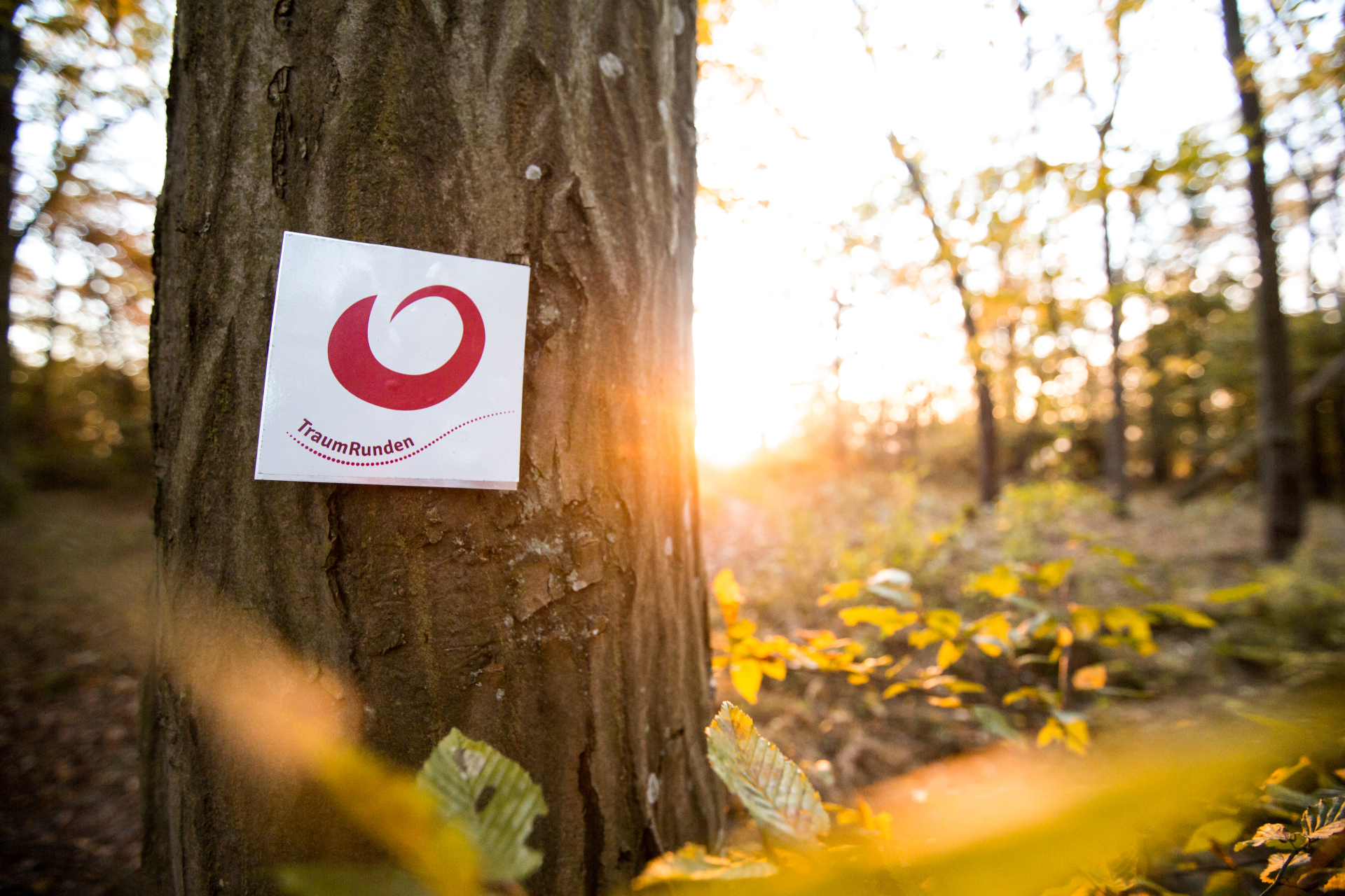 Baumstamm an dem das Logo der Traumrunde Kitzingen-Sulzfeld hängt.