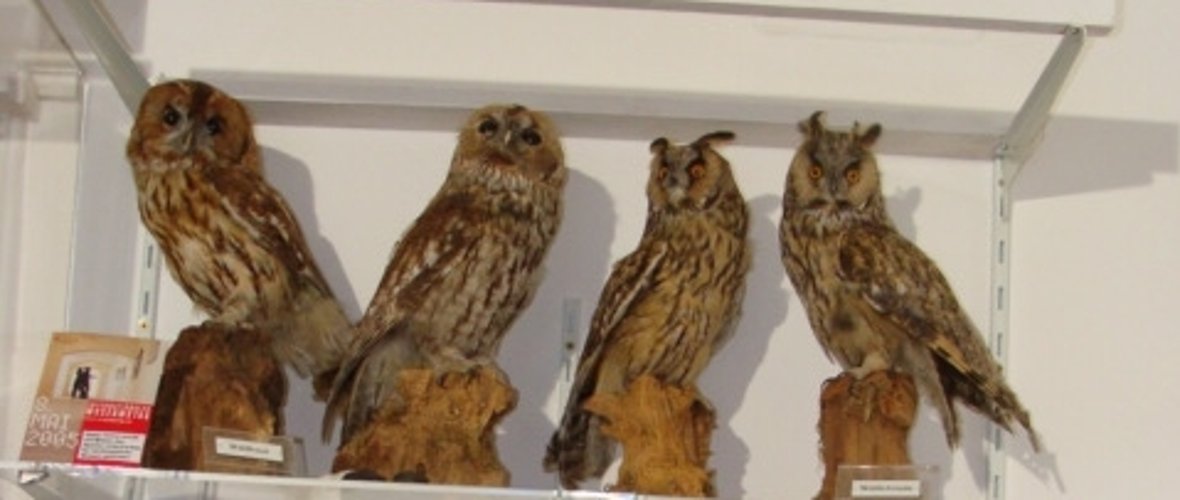 Vogelkundliche Ausstellung Ausgestopfte Eulen die Teil der Ausstellung im Deusterturm sind