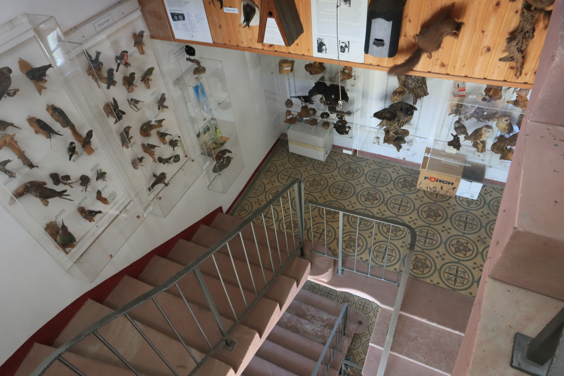 Ausgestopfte Vögel die Teil einer Ausstellung im Deusterturm sind