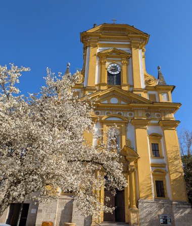 Blick auf die Evangelische Stadtkirche und die große Magnolie davor.