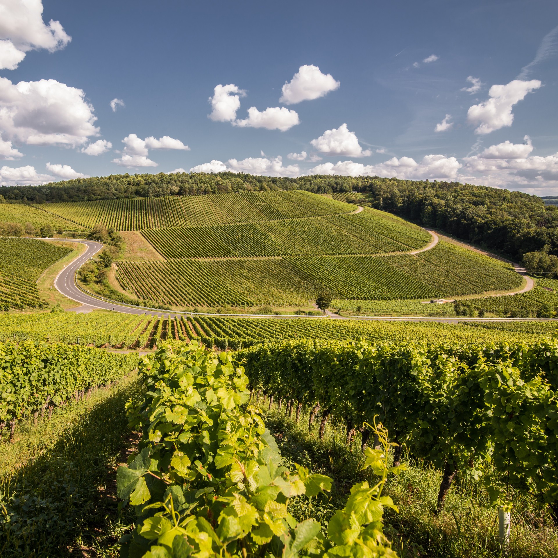 GWF_Blick von Stettener Stein Blick von Stettener Stein auf viele grüne Weinreben
